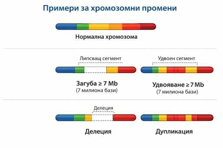 primeri-za-hromozomni-anomalii.png